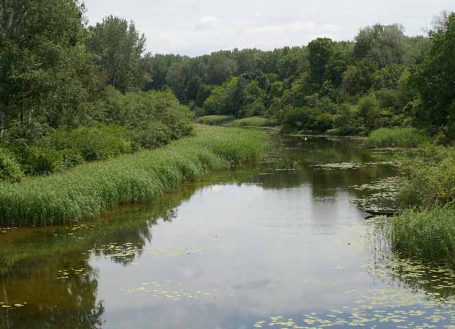 Au bei Orth an der Donau