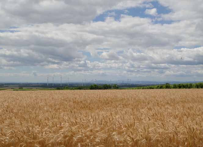 Blick ins Marchfeld