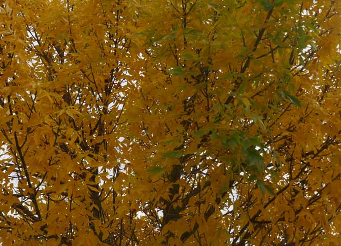 Herbst