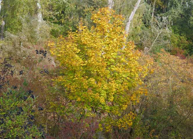 Herbst