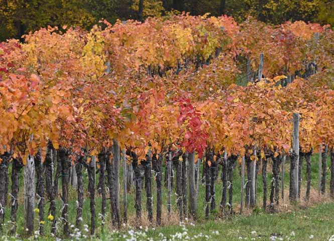 herbstlicher Weingarten