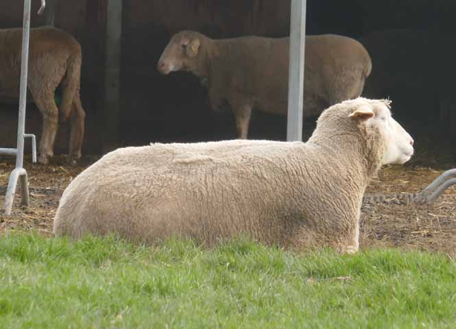 Schaf