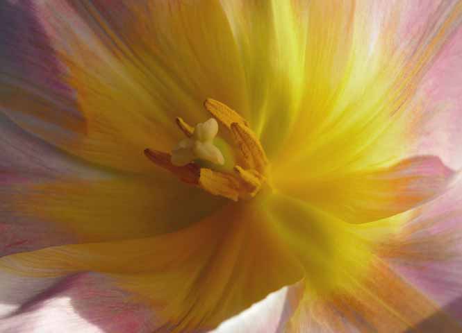 Tulpe