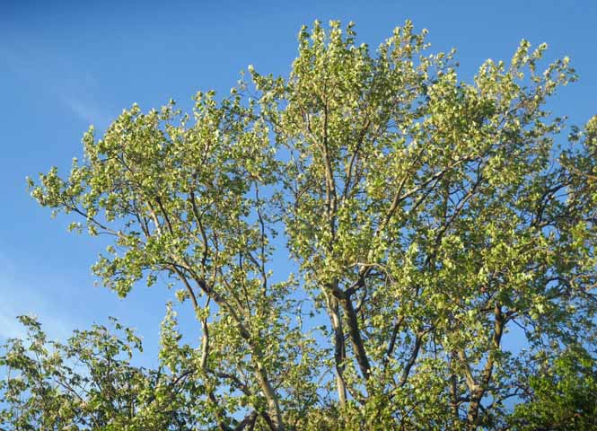 Baum