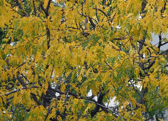Herbst