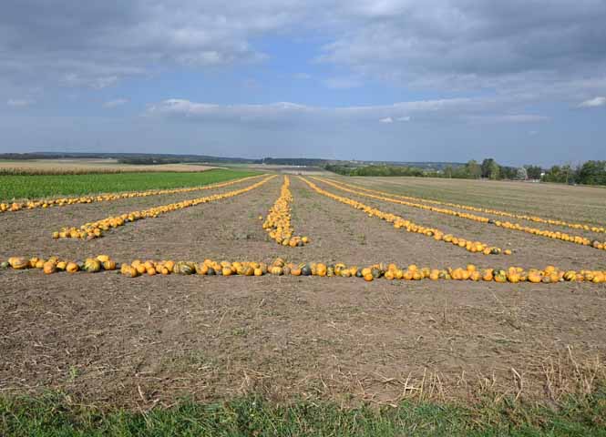 Kürbisfeld bei Schönkirchen