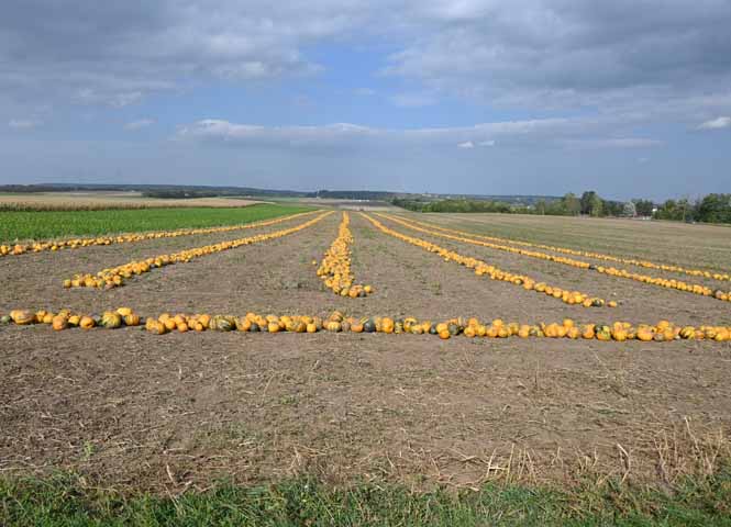 Kürbisfeld bei Schönkirchen