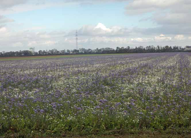 Feld bei Hagenbrunn