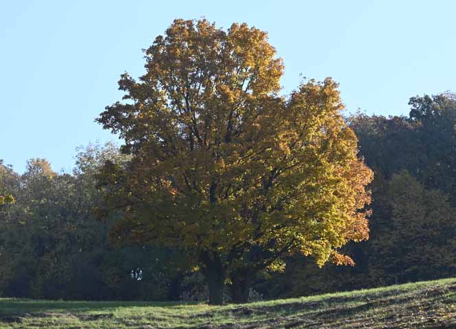 Herbstlicher Baum