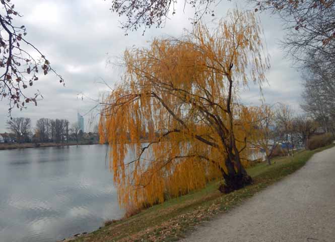 Alte Donau