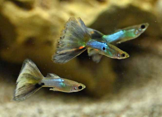 Guppy