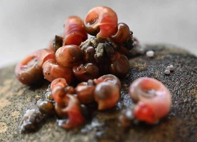 Schnecken