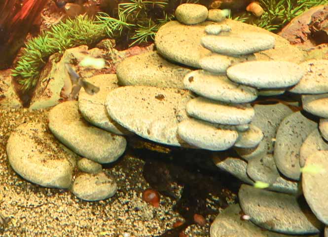 Aquarium