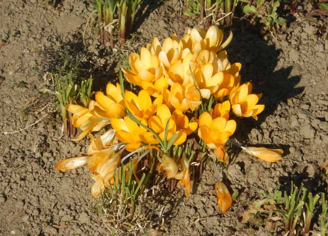 Frühlingsblumen