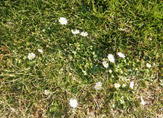 Gänseblümchen