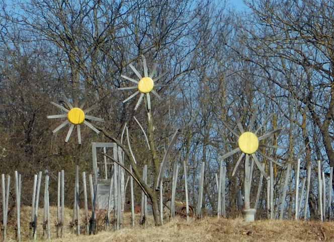 Sonnenblumen