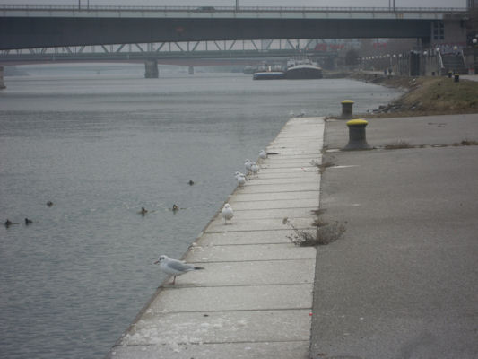 Foto vom 1. Jänner 2011 - Möven an der Donau