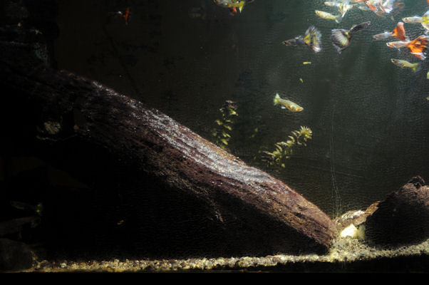Foto vom 17. Februar 2011 - Aquarium