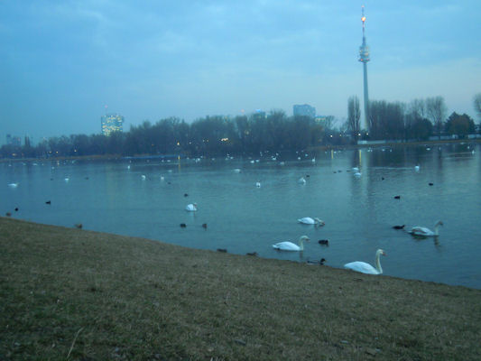 Foto vom 10. März 2011 - Alte Donau
