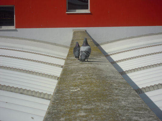 Foto vom 21. März 2011 - Tauben auf dem Dach