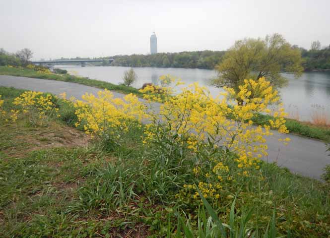 Neue Donau