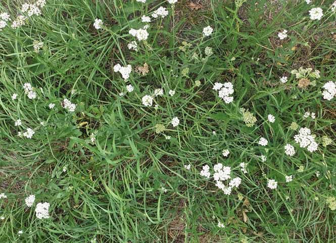 Wiesenblumen