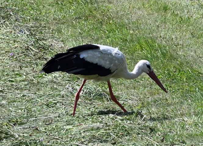 Storch