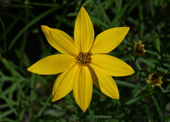 Blume