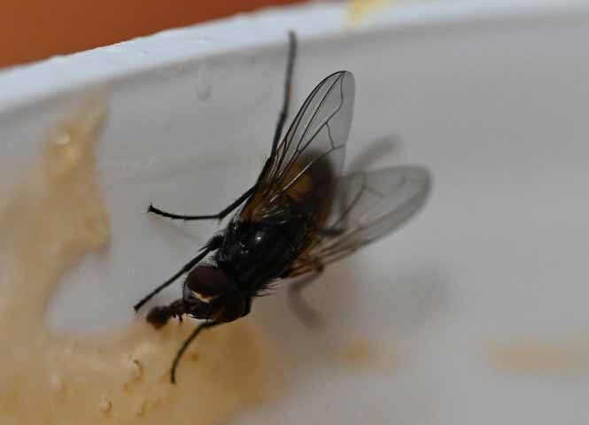 Fliege