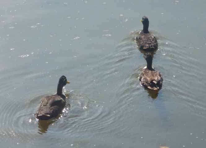 Enten