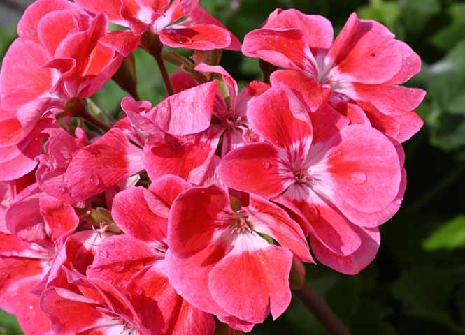 Blumen