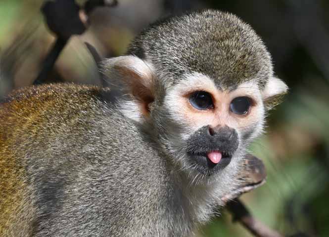 Affe