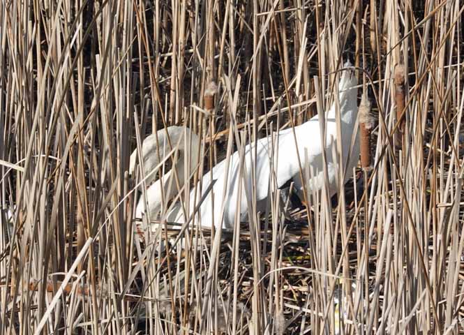 Schwan