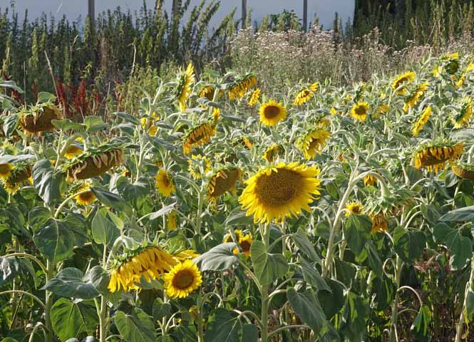 Sonnenblumen