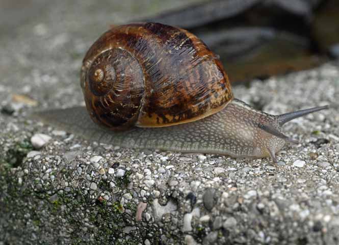 Schnecke