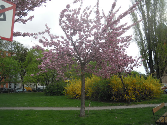 Foto vom 12. April 2011 - Blhender Baum