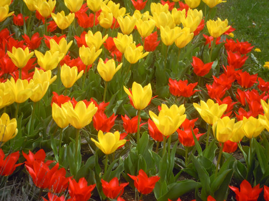 Foto vom 16. April 2011 - Tulpen
