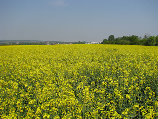 Foto vom 24. April 2011 - Rapsfeld bei Stammersdorf