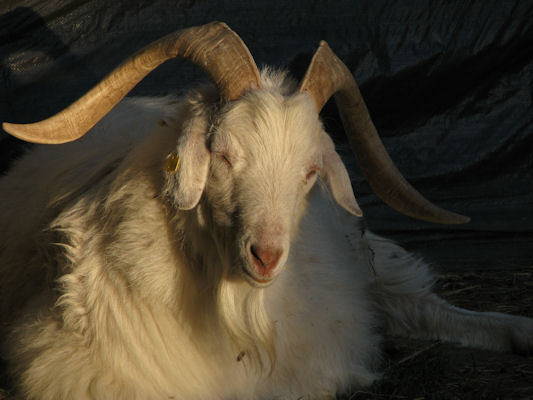 Foto vom 11. Mai 2011 - Ziegenbock