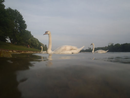 Foto vom 12. Mai 2011 - Schwne an der alten Donau