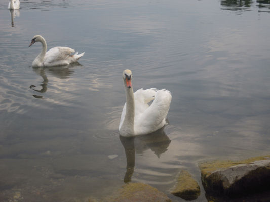 Foto vom 3. Juni 2011 - Schwne in der Alten Donau