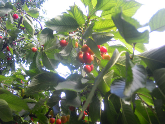 Foto vom 8. Juni 2011 - Kirschen