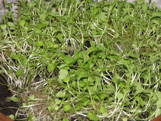 Foto vom 9. Juni 2011 - Rucola