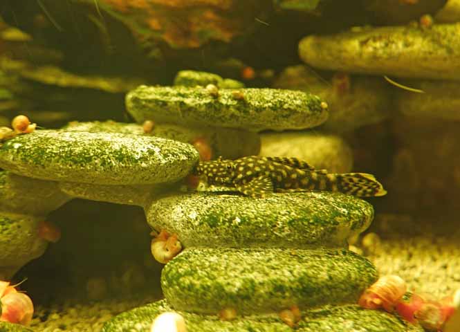 Aquarium
