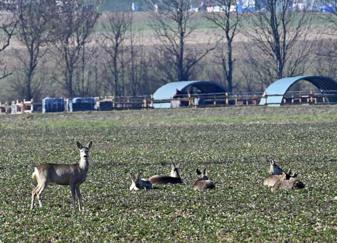 Rehe