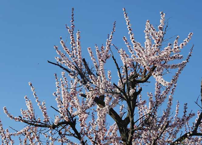 Blüten