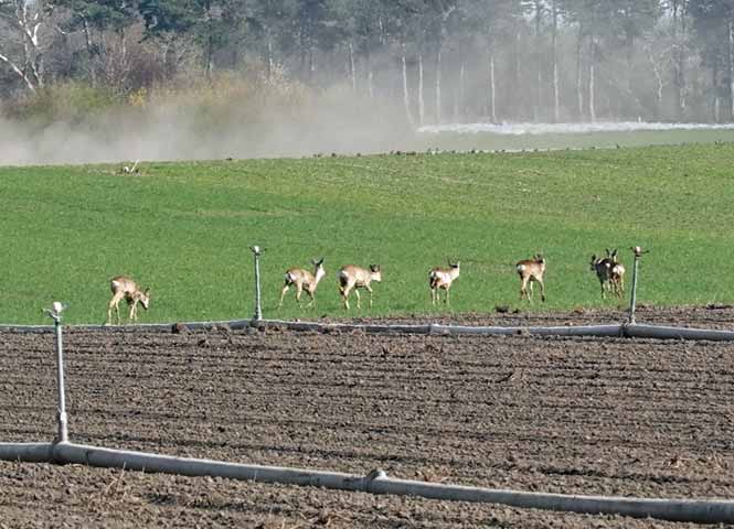Rehe