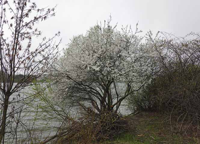 Donau
