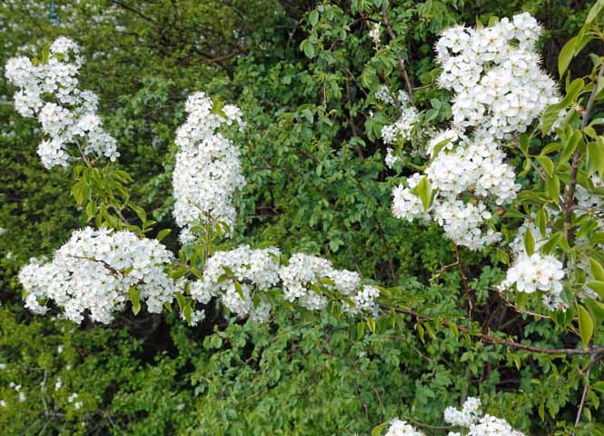 Blüten