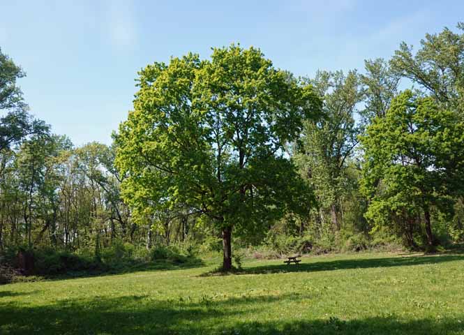 Lobau